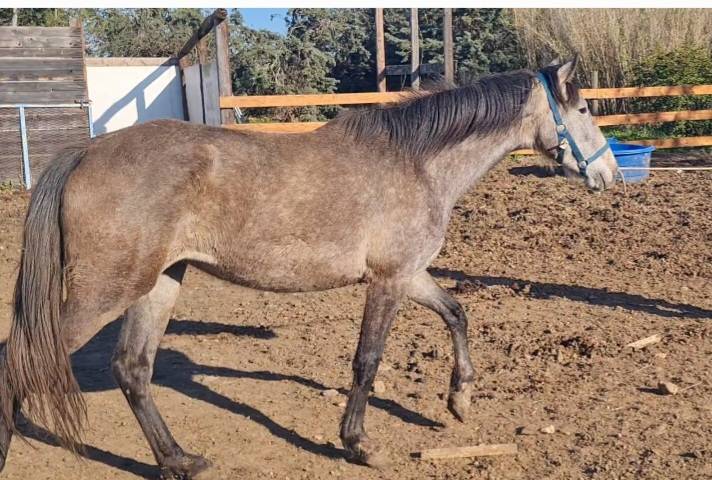 jument barbe espagnol 4 ans