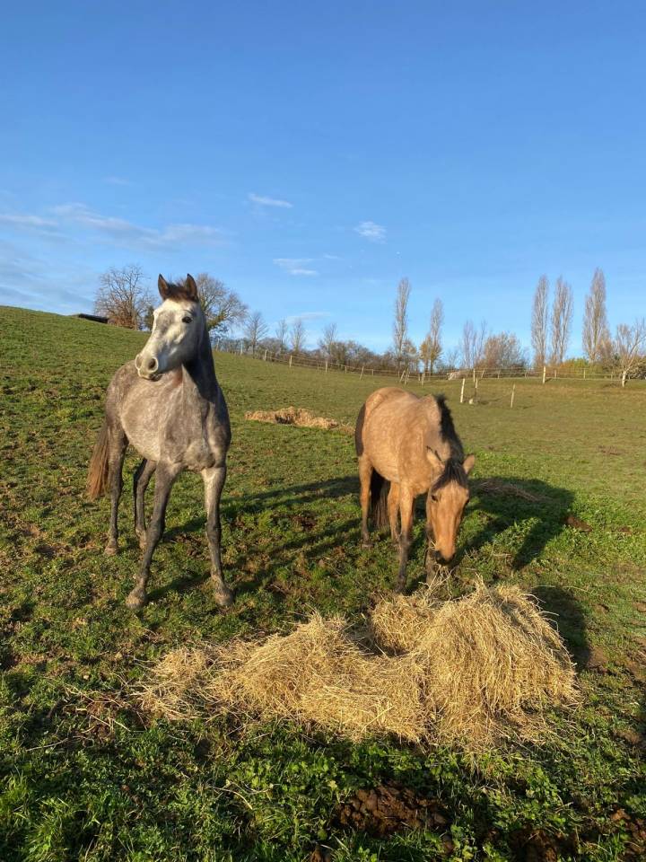 Vend jument 4 ans Connemara Part Bred