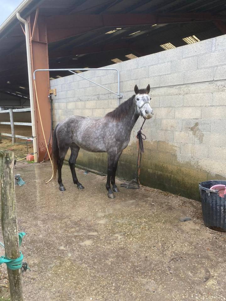 Vend jument 4 ans Connemara Part Bred