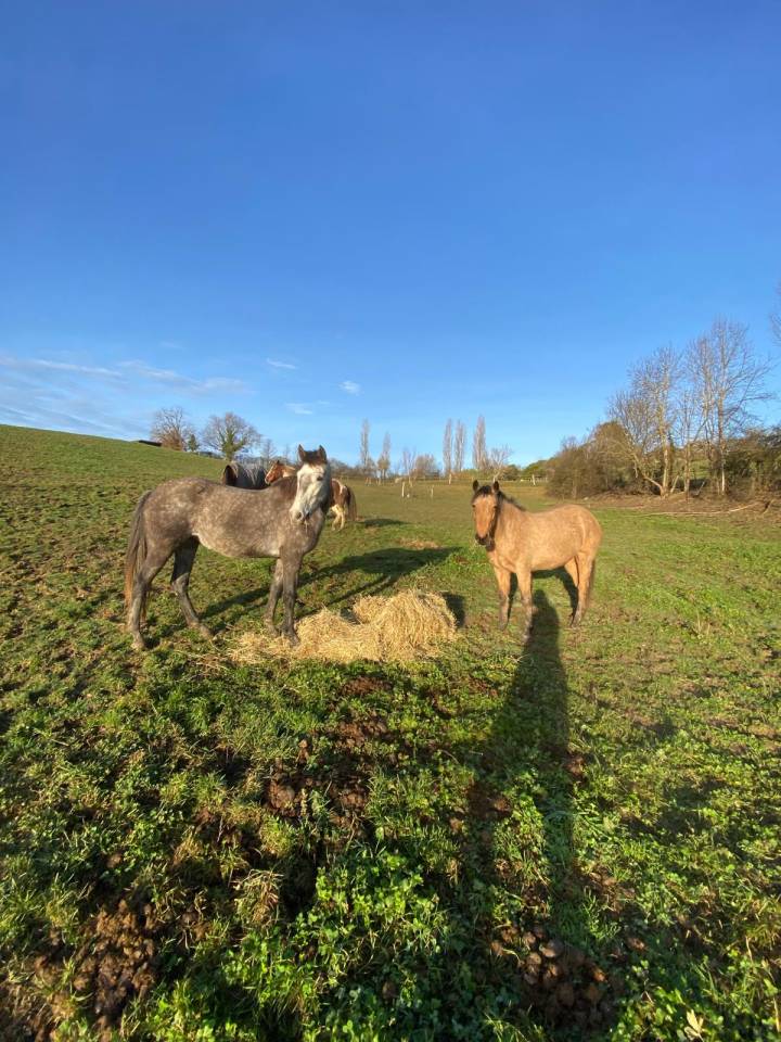 Vend jument 4 ans Connemara Part Bred
