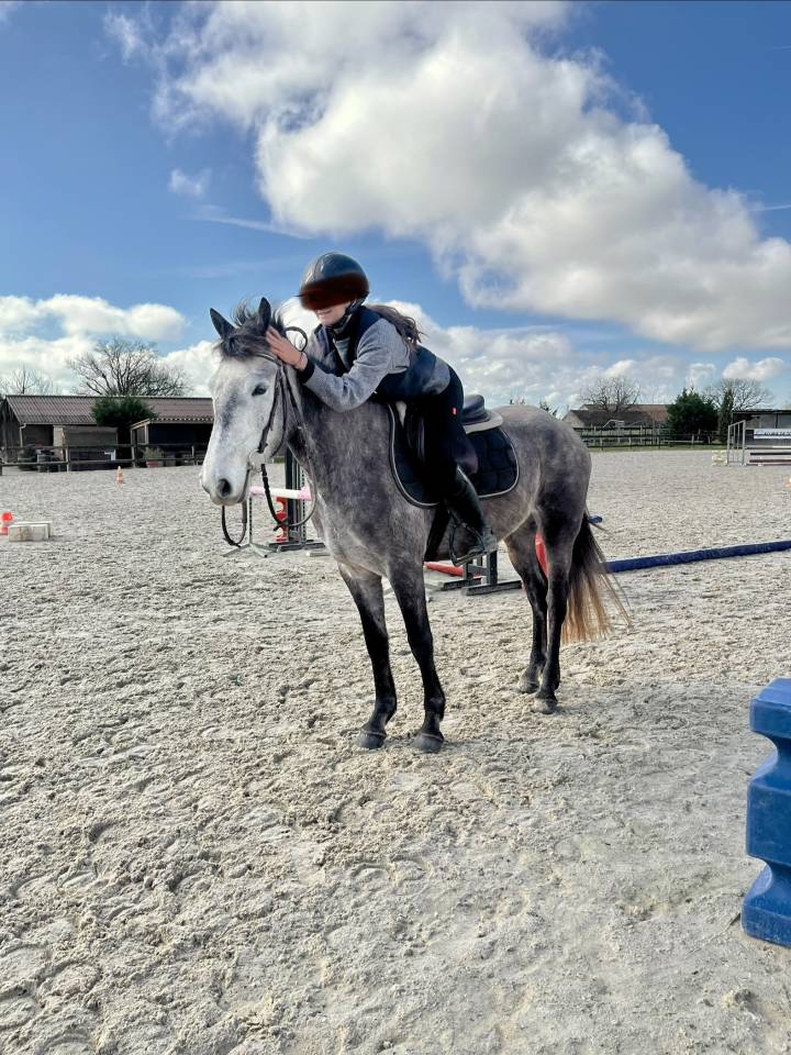 Vend jument 4 ans Connemara Part Bred