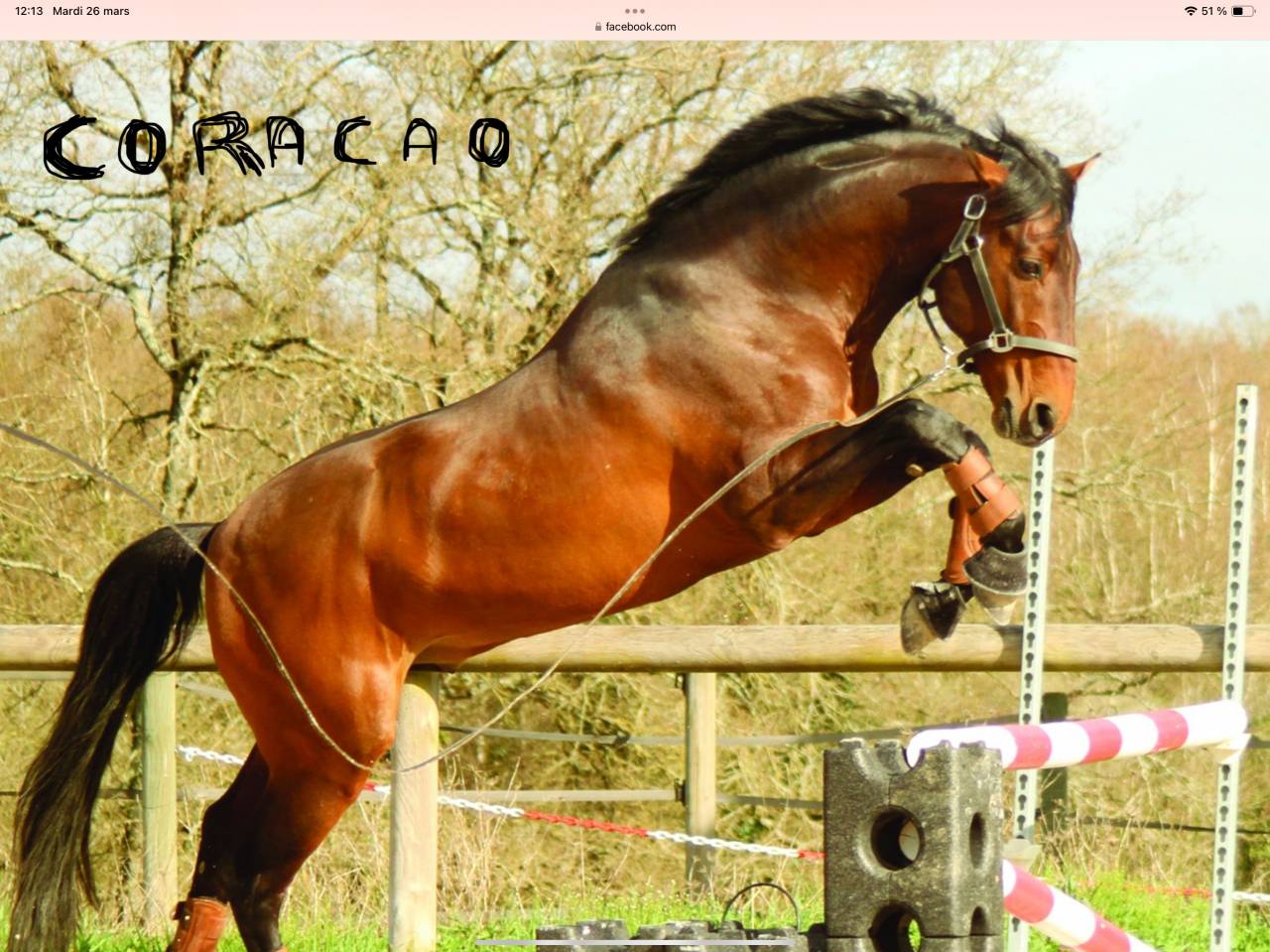 Jument Lusitanienne PP