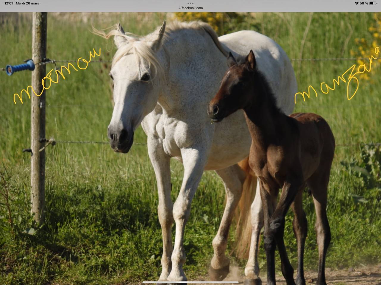 Jument Lusitanienne PP