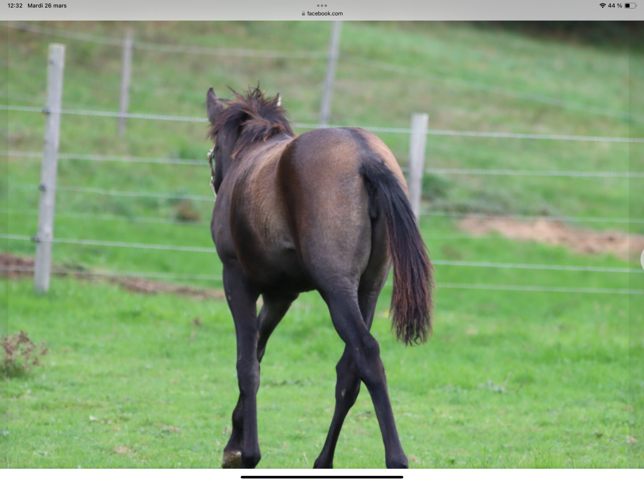 Jument Lusitanienne PP