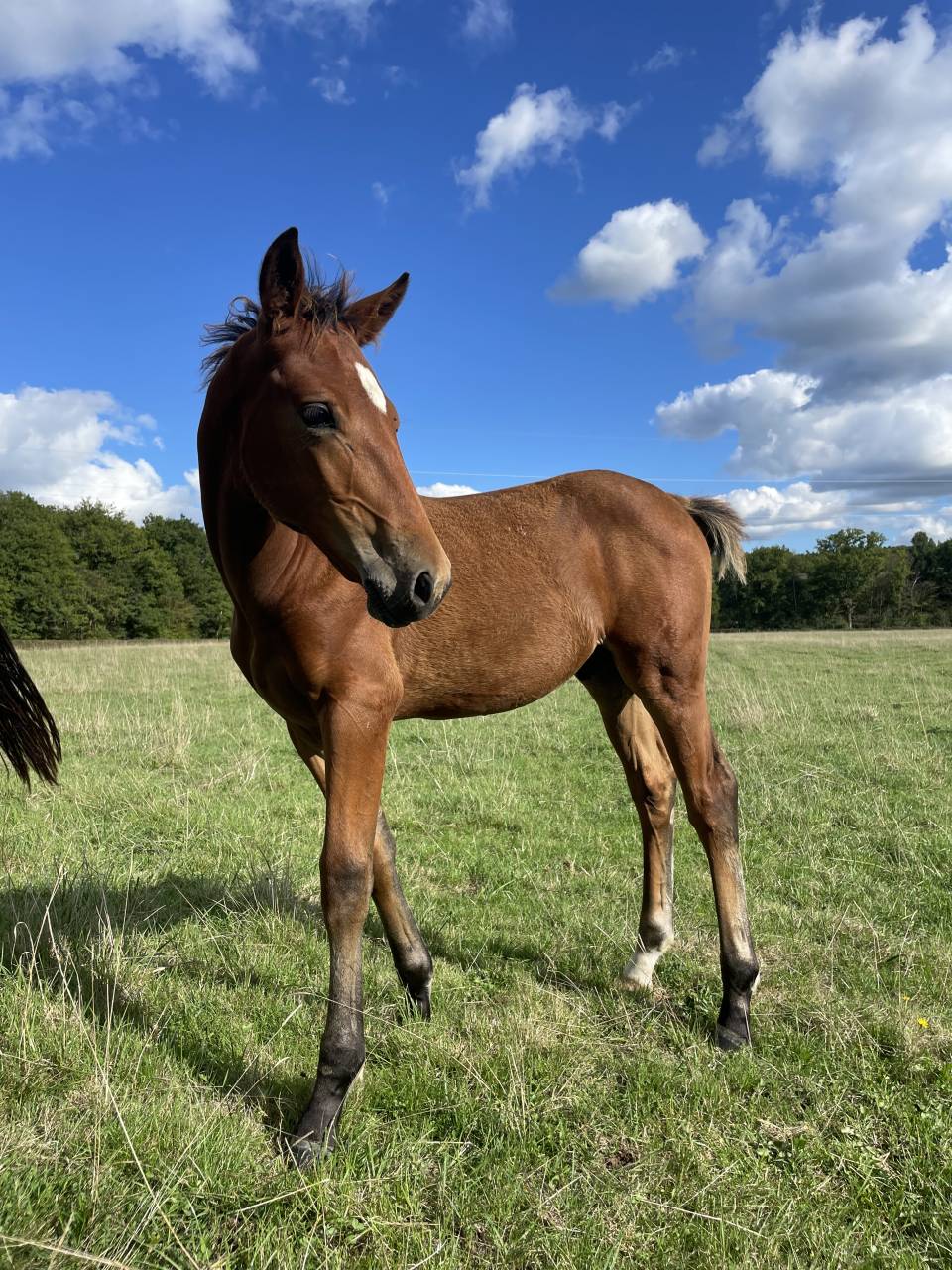Poulain Connemara part bred 