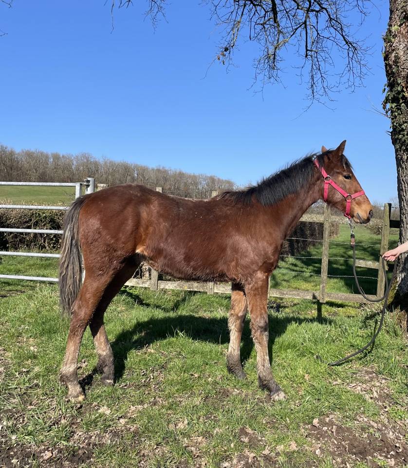 Poulain Connemara part bred 