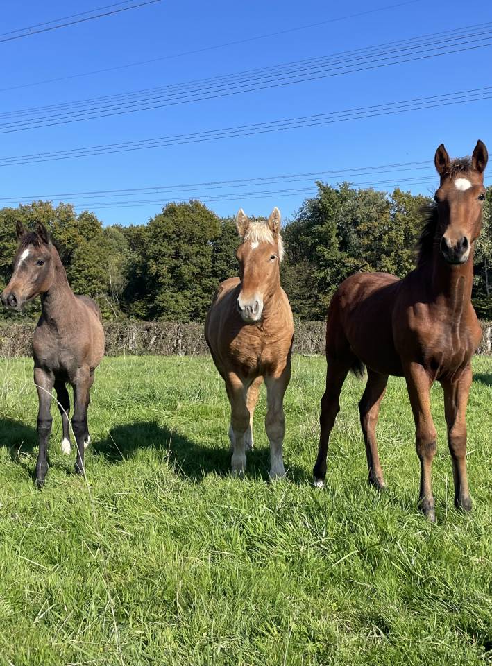 &Eacute;curie de propri&eacute;taire 