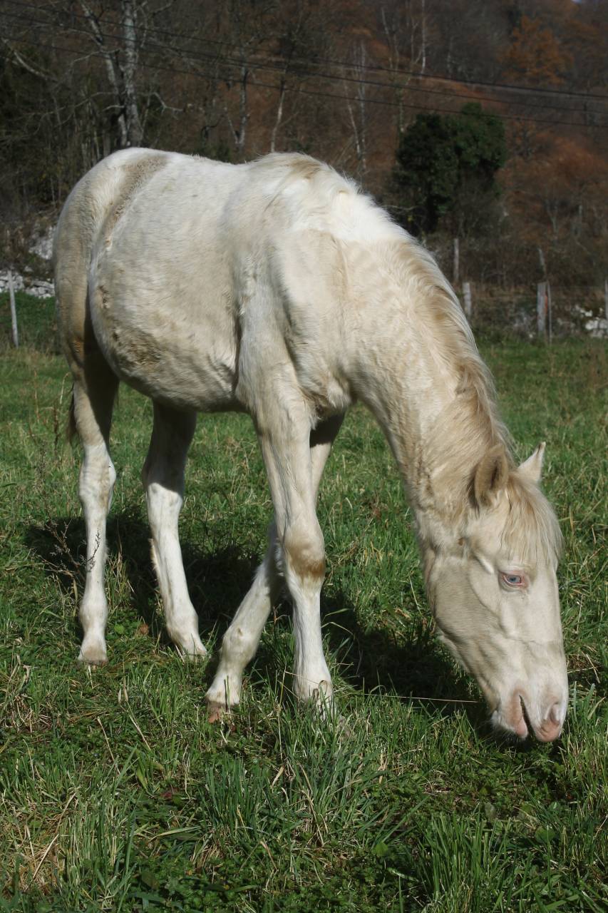 Pouliche pie smocky cream