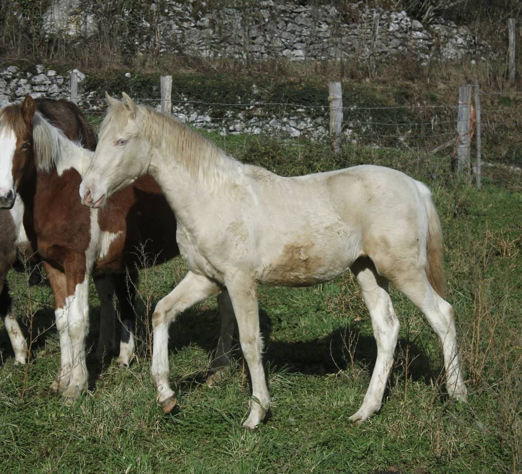 Pouliche pie smocky cream