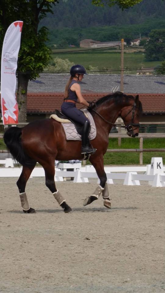Jument- KWPN - 10 ans - Dressage - France
