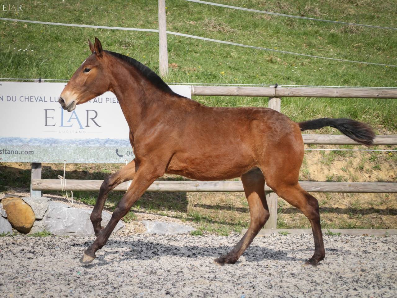 PUR SANG LUSITANIEN - POULICHE 2025