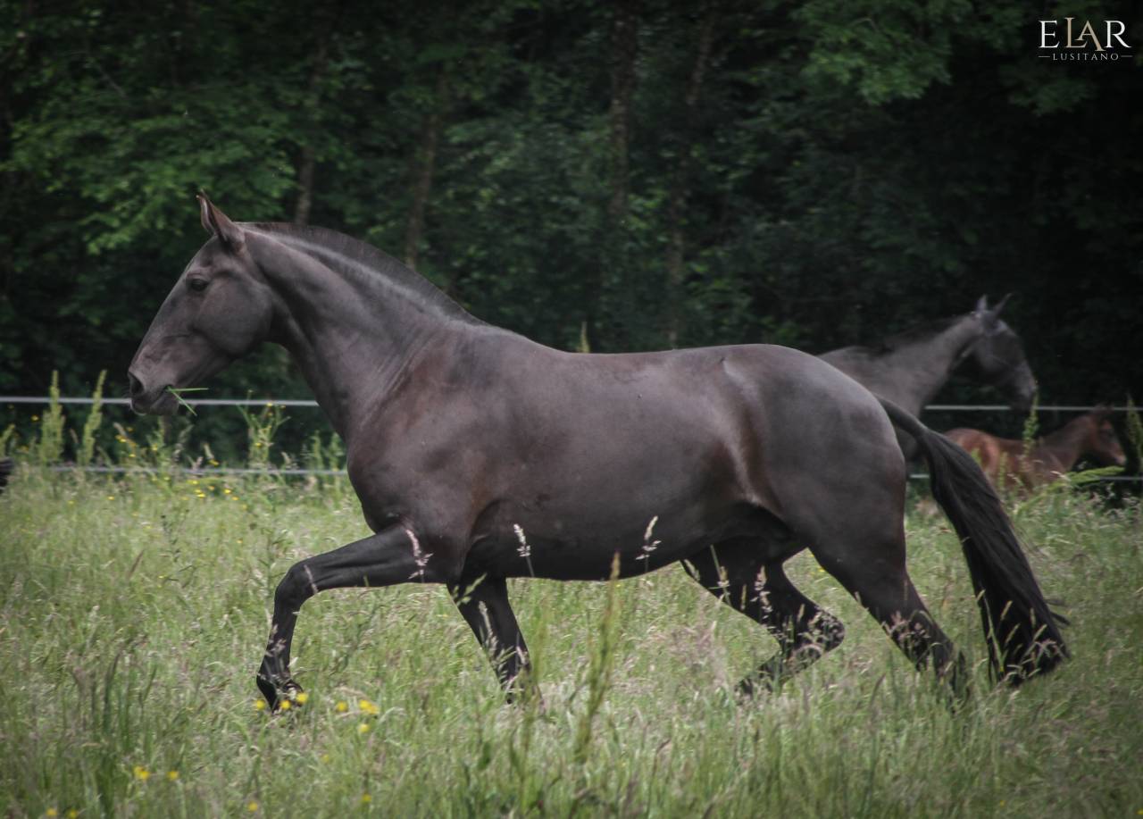 PUR SANG LUSITANIEN - POULICHE 2025