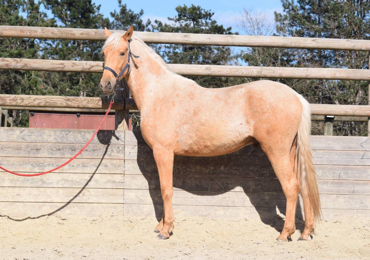 Vente poulain entier de 2 ans palomino