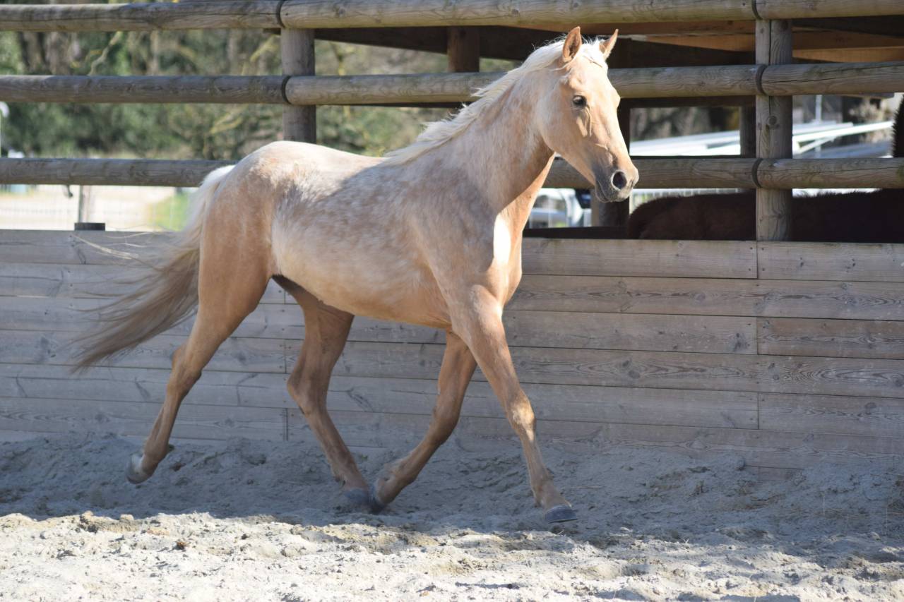 Vente poulain entier de 2 ans palomino
