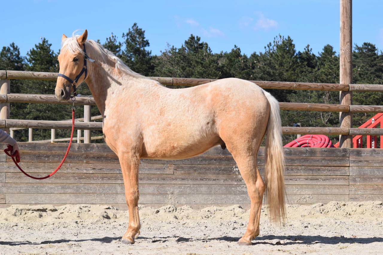 Vente poulain entier de 2 ans palomino