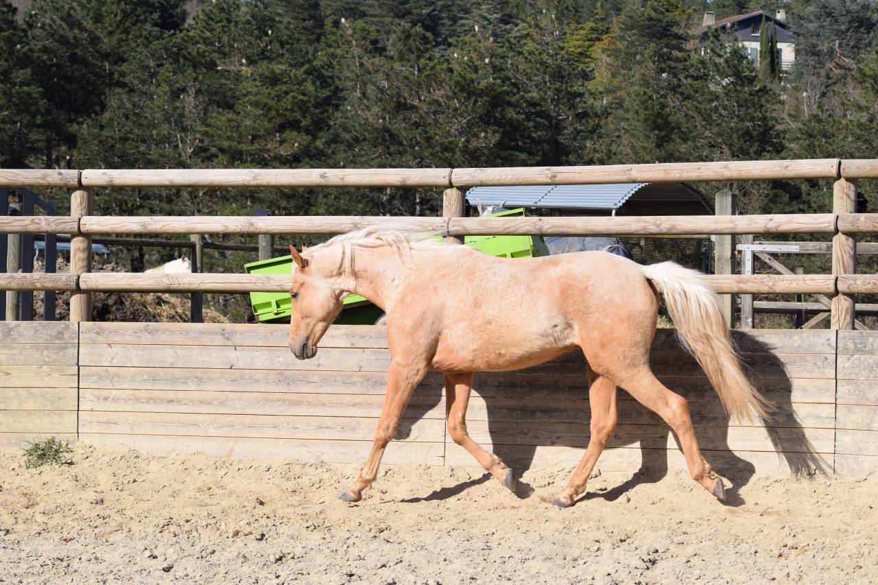 Vente poulain entier de 2 ans palomino