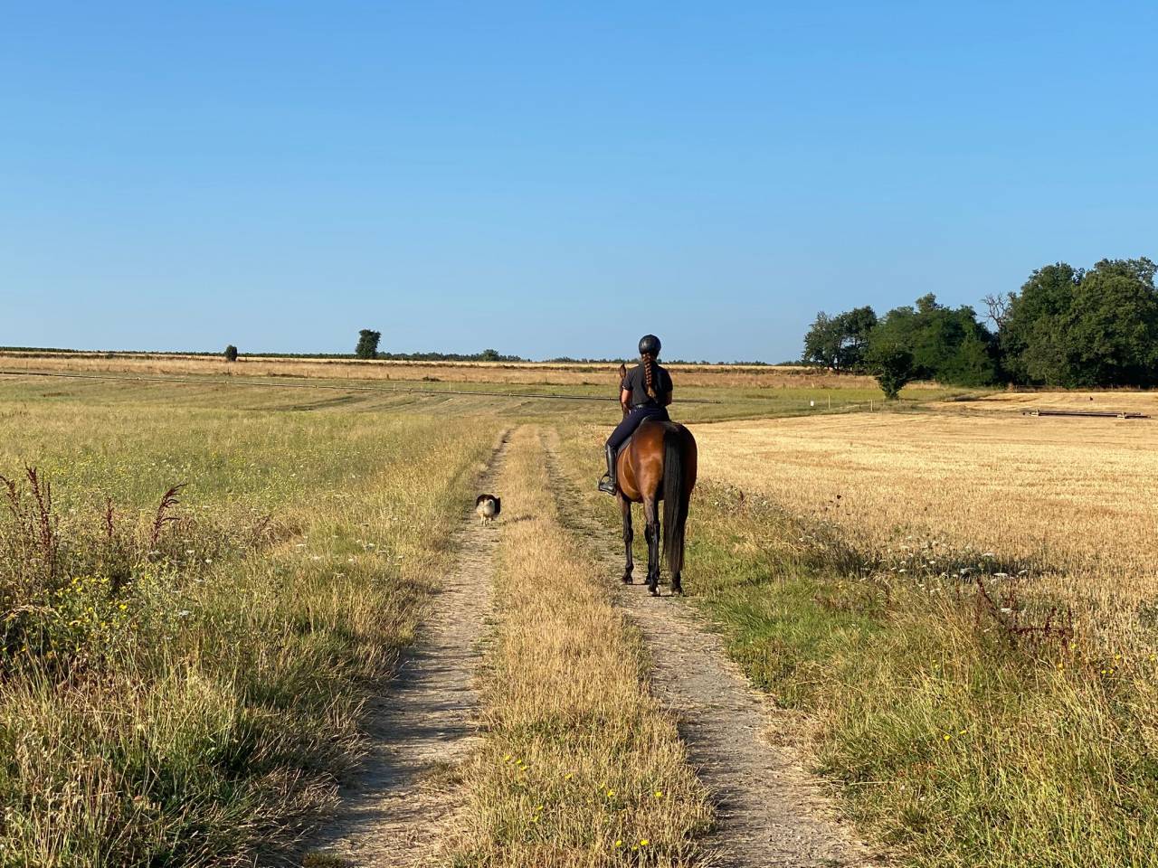 Jument selle francais 6 ans