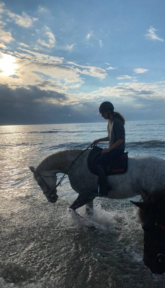 Location sur 2 ans - hongre - toutes disciplines 