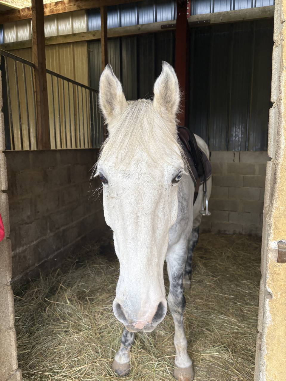 Location sur 2 ans - hongre - toutes disciplines 