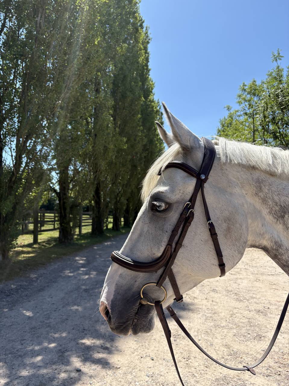 Location sur 2 ans - hongre - toutes disciplines 