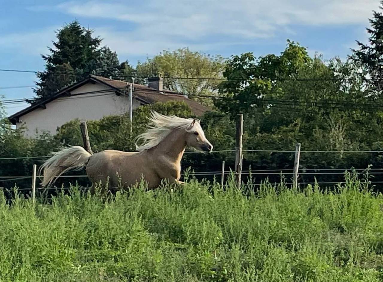 &Eacute;talon welsh pony palomino 