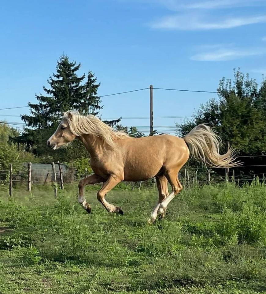 &Eacute;talon welsh pony palomino 
