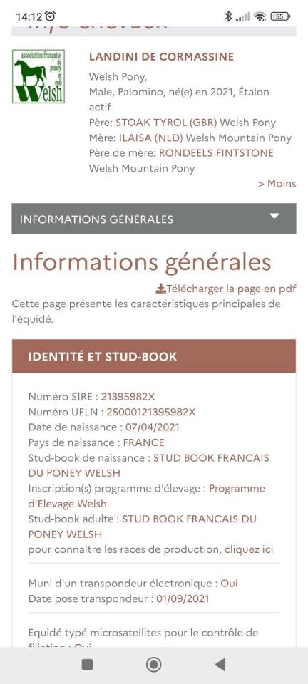 &Eacute;talon welsh pony palomino 