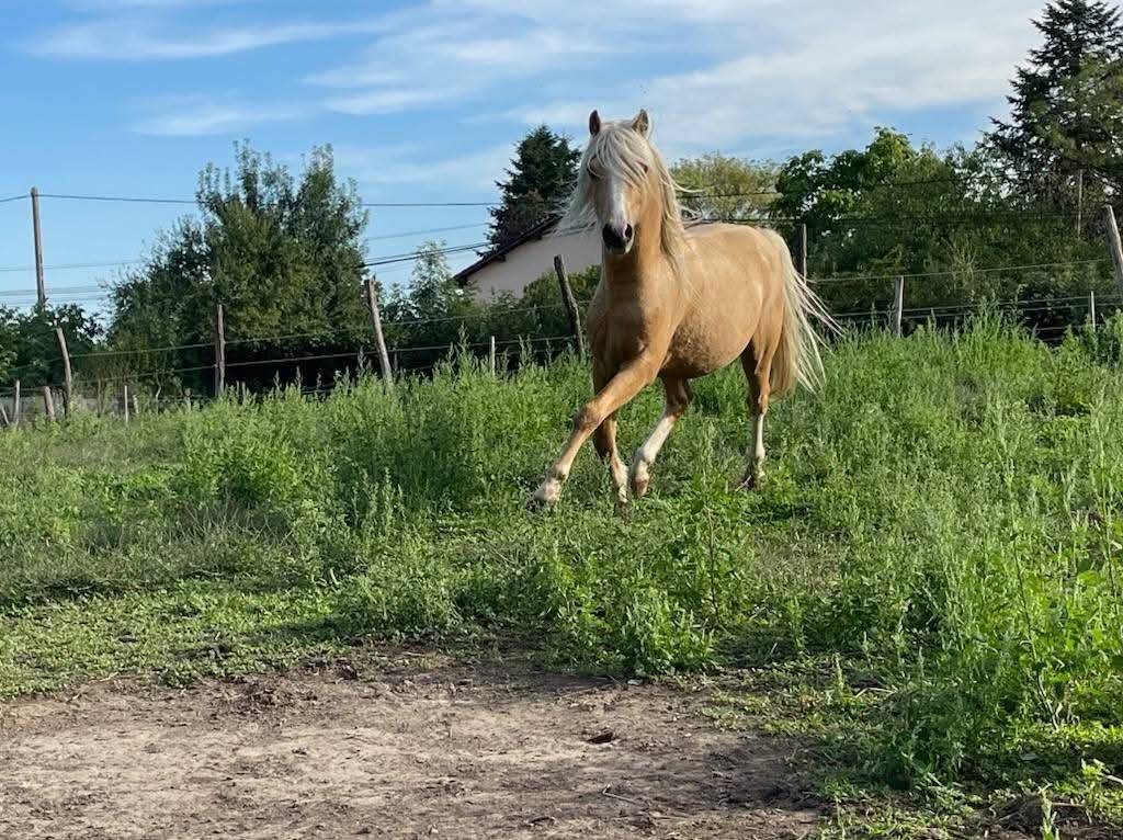 &Eacute;talon welsh pony palomino 