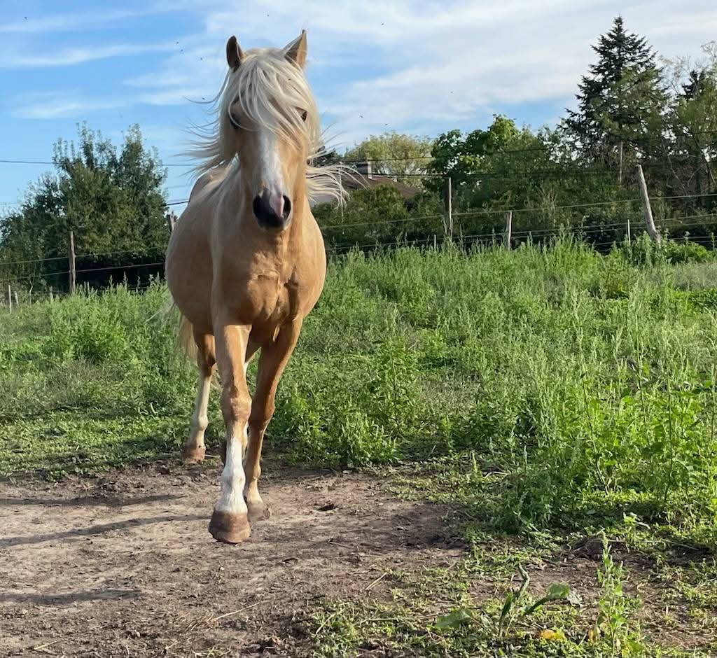 &Eacute;talon welsh pony palomino 