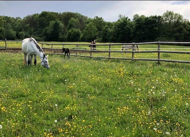  Propri&eacute;t&eacute; Equestre dans le 77 nord a vendre