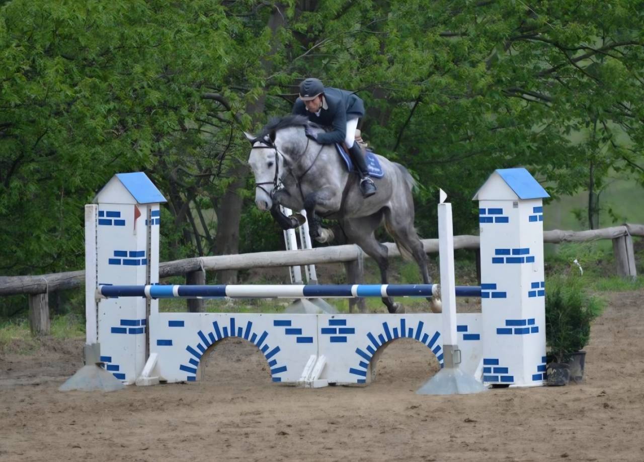 Jument d'&eacute;levage &agrave; vendre. ❗️Top g&eacute;n&eacute;tique ❗️