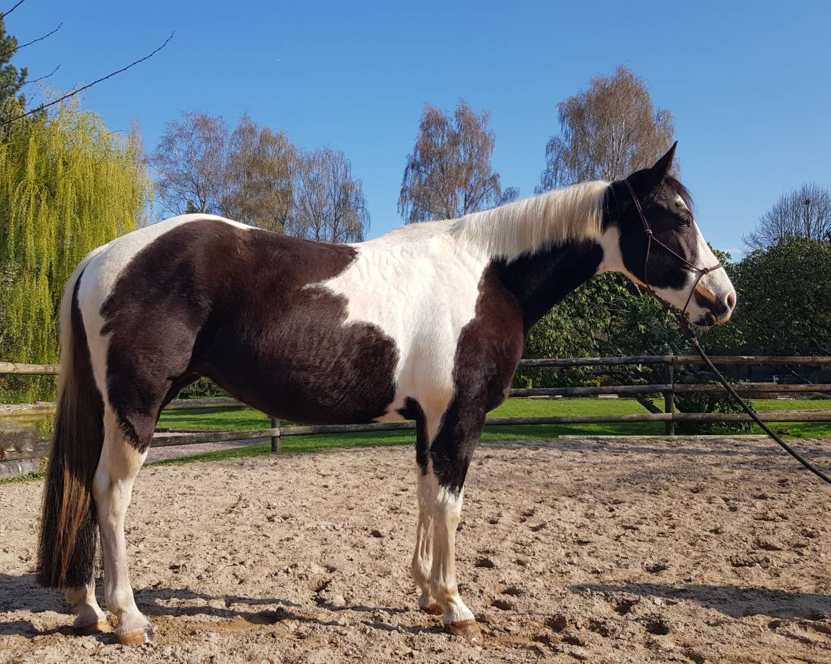 GRANDE JUMENT PP PAINT HORSE