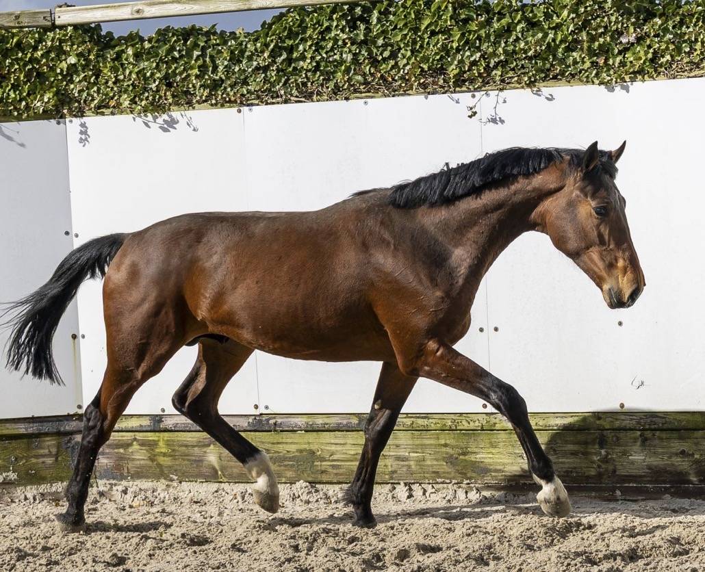 Cheval de sport de 2 ans 
