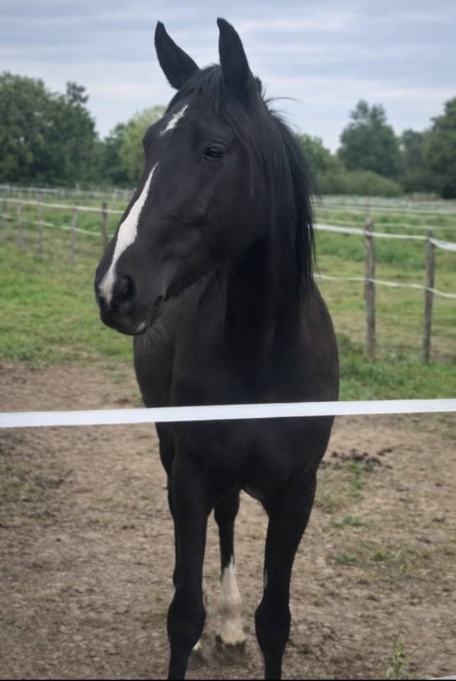 Jument id&eacute;ale famille