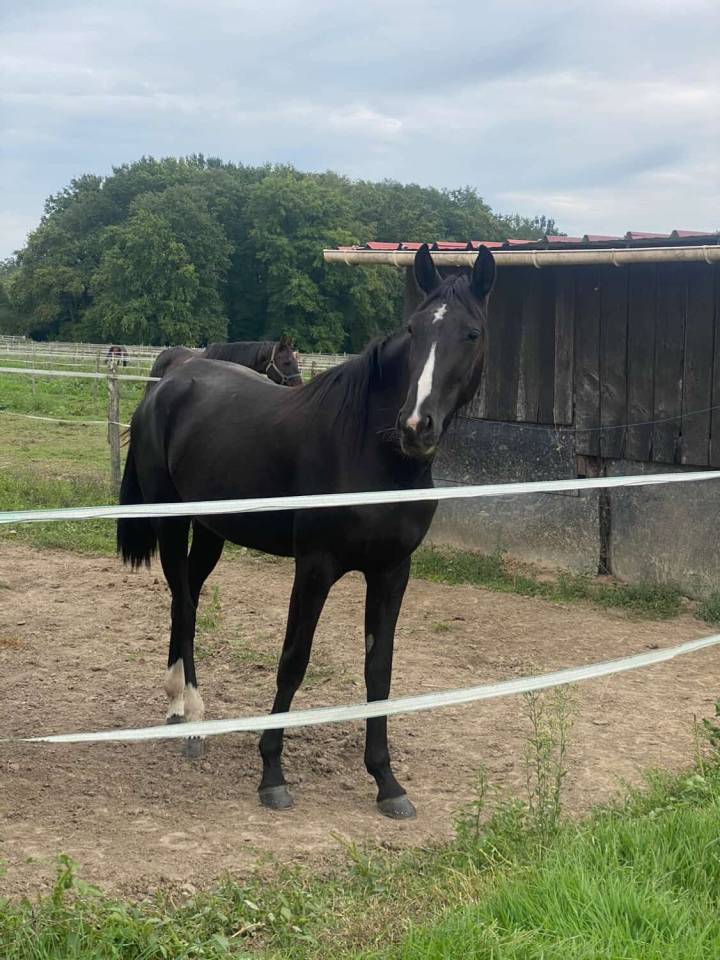 Jument id&eacute;ale famille