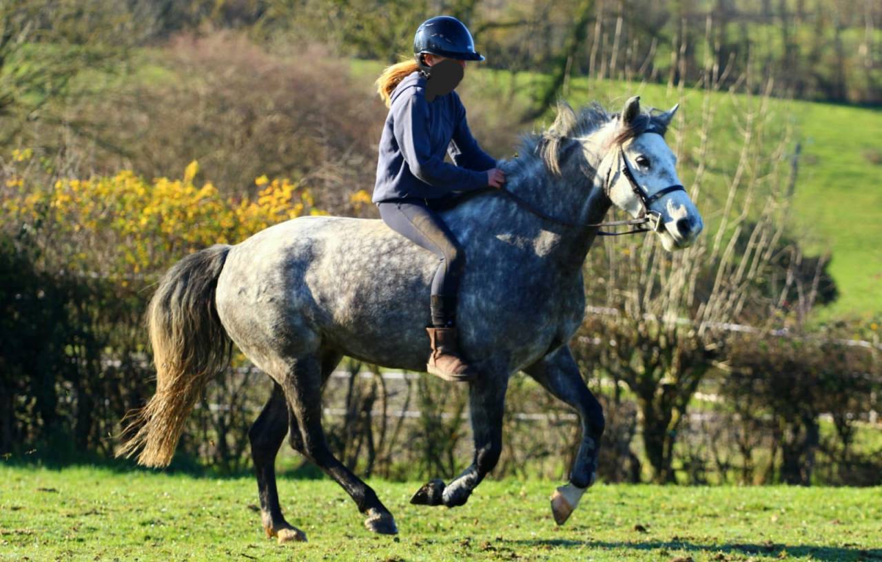 Ponette D Connemara de 7 ans, id&eacute;al hunter/CCE