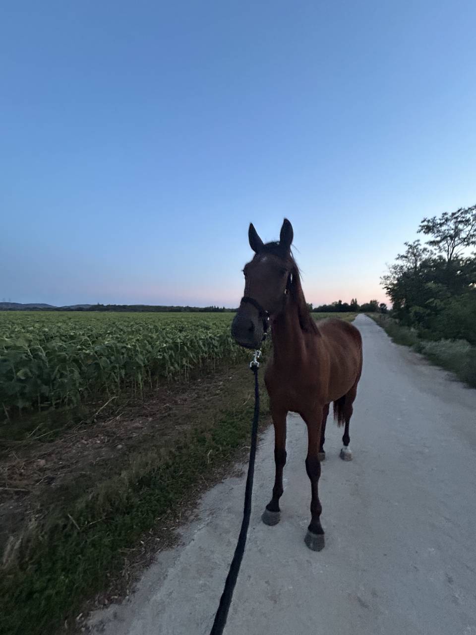 Trotteur fran&ccedil;ais 