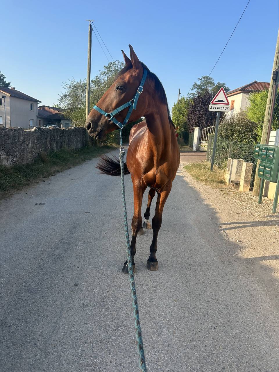 Trotteur fran&ccedil;ais 