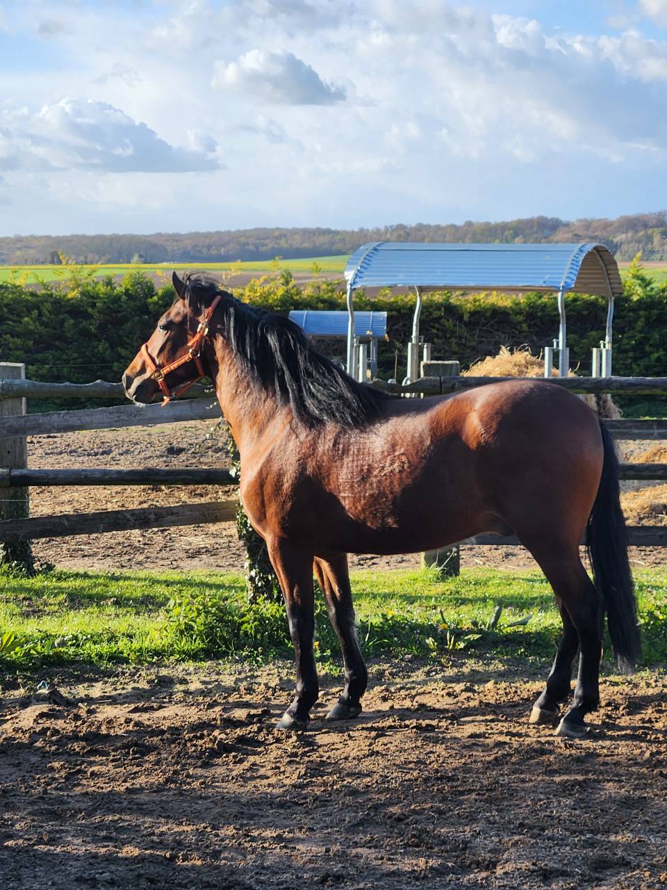 PRE 4 ans cherche sa famille 