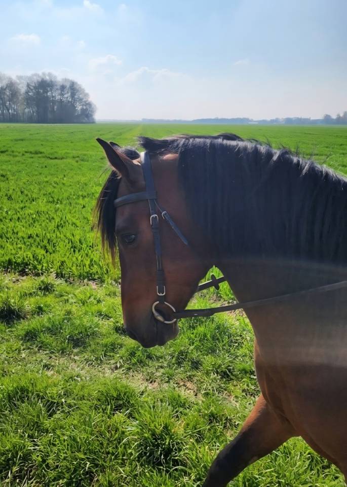 PRE 4 ans cherche sa famille 