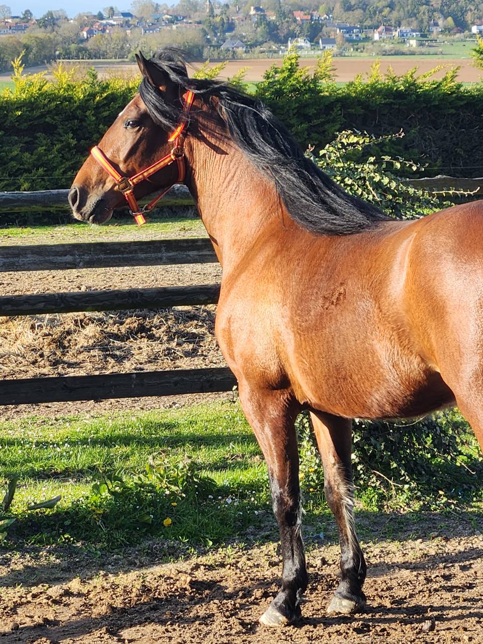 PRE 4 ans cherche sa famille 