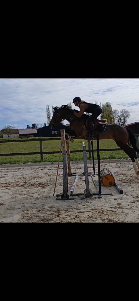 Magnifique jument 7 ans 