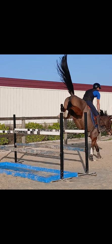 Magnifique jument 7 ans 