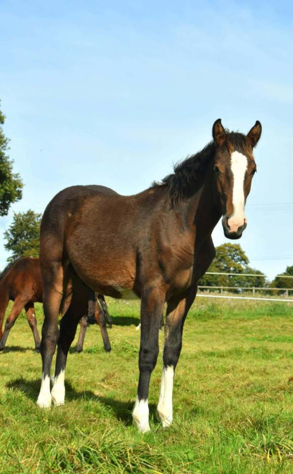 PRINCE DE GUESNELI&Egrave;RE - Poulain &agrave; vendre 