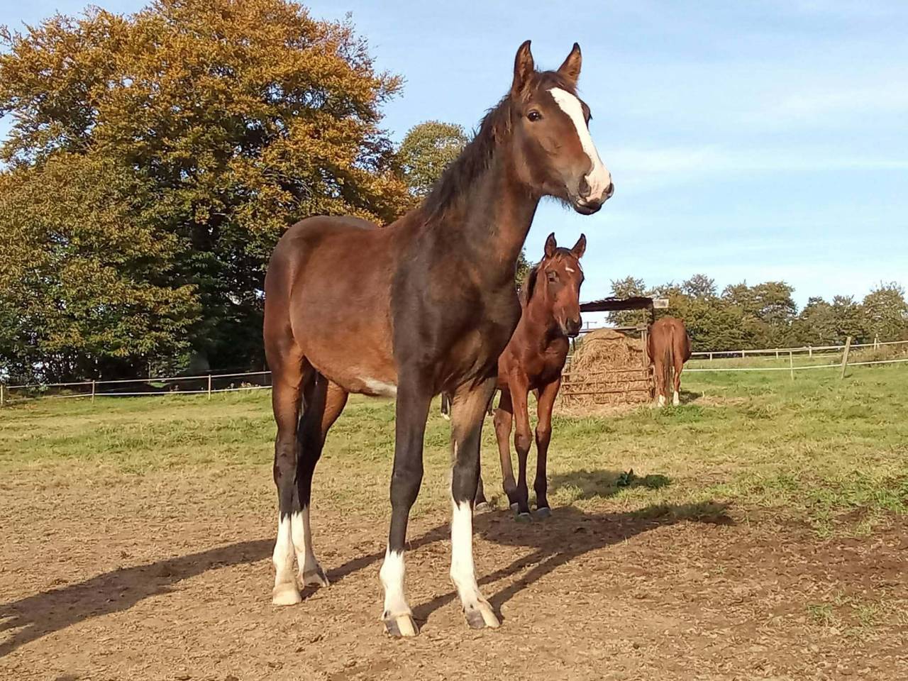 PRINCE DE GUESNELI&Egrave;RE - Poulain &agrave; vendre 
