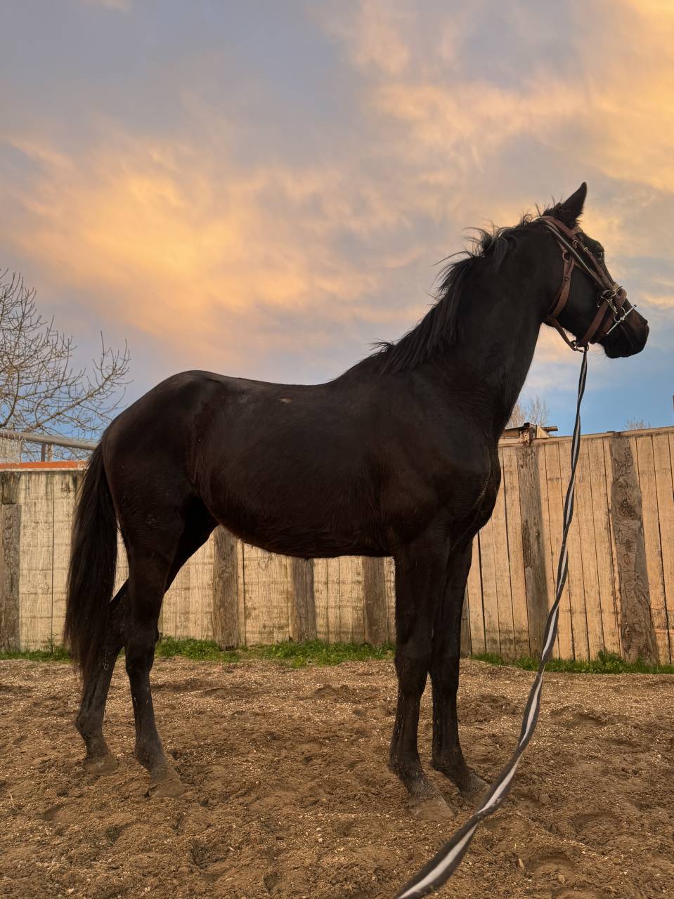 Magnifique hongre 3 ans SF noir