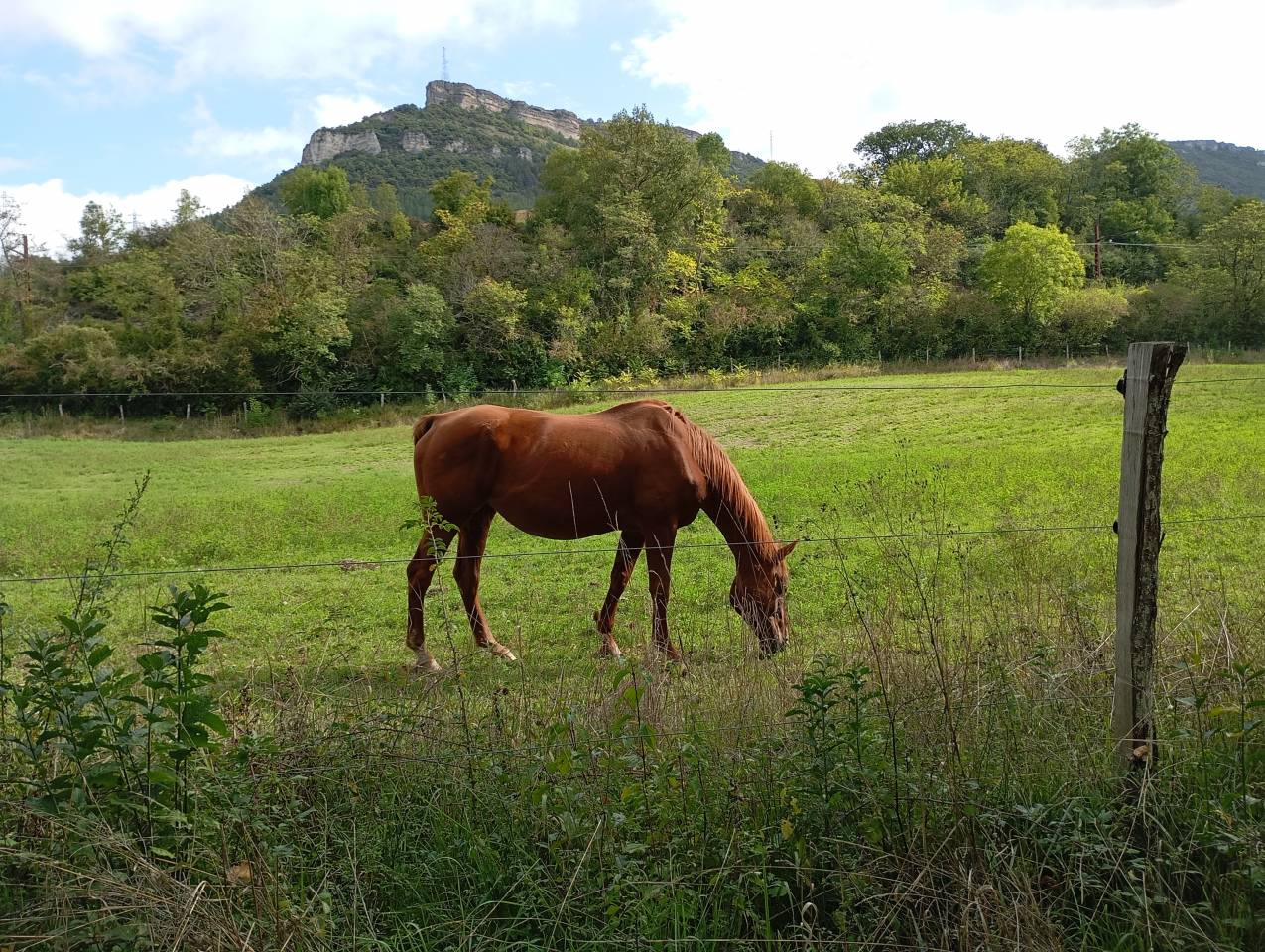 Poulini&egrave;re pleine