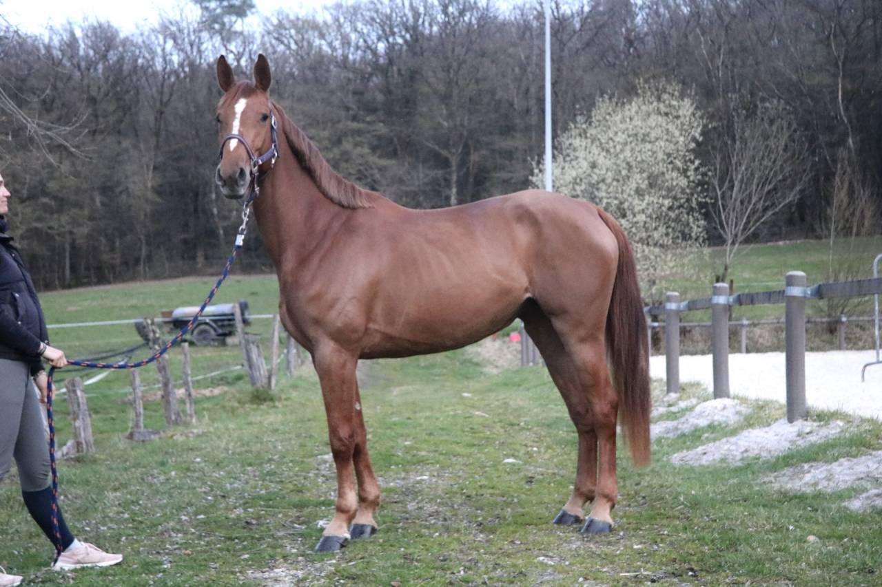 &Agrave; vendre jument de 4 ans 