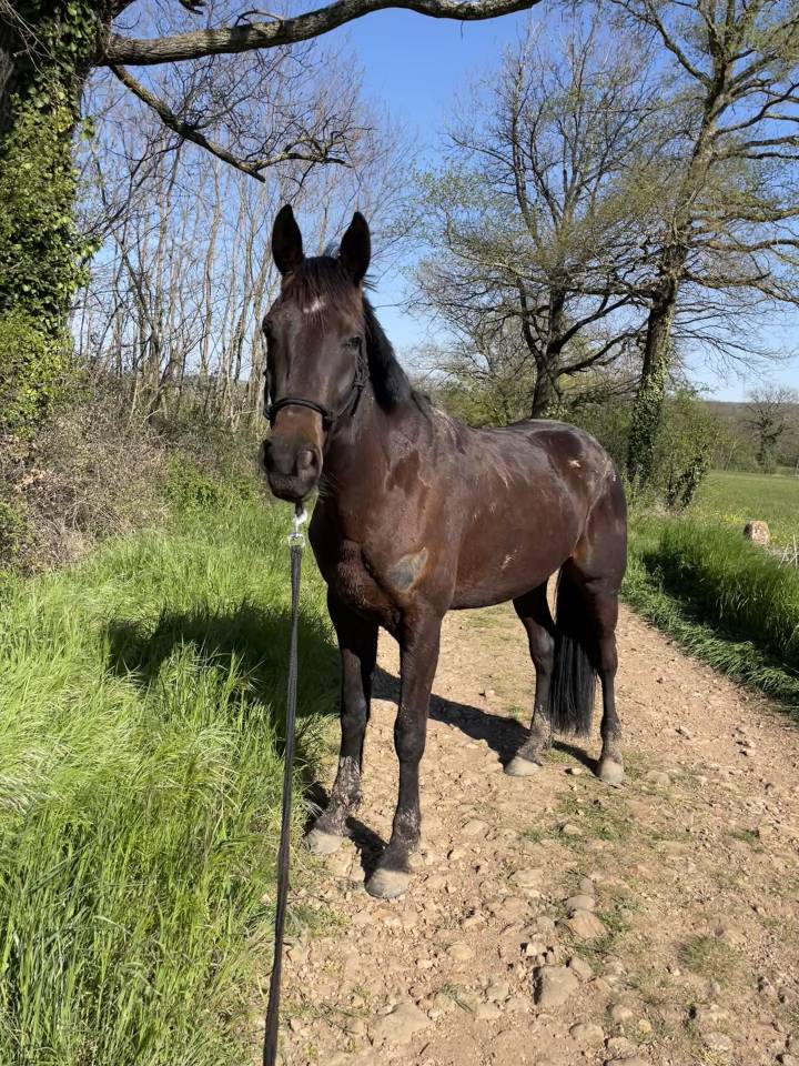 Cheval &agrave; vendre