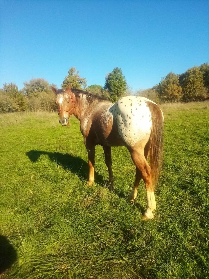 Etalon Paint horse X Appaloosa 
